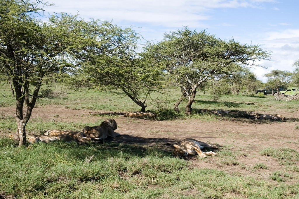 Ndutu loveflok00.jpg - Lion (Panthera leo), Tanzania March 2006